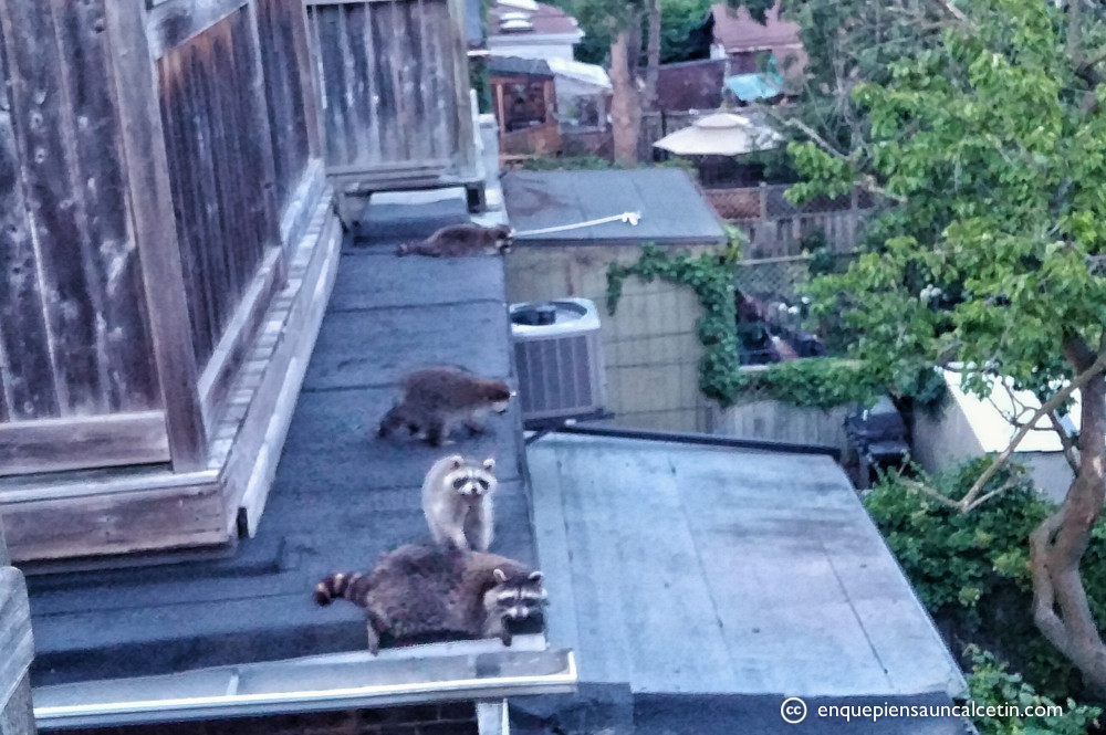 familia de mapaches