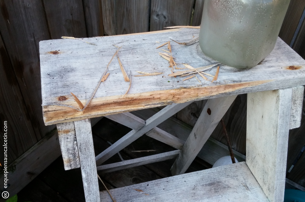 Cuando digo que se comen las plantas "y lo que pillen" me refiero a que hasta una escalera de madera que les pongas.