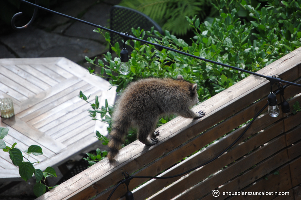 Un mapache buscando problemas.