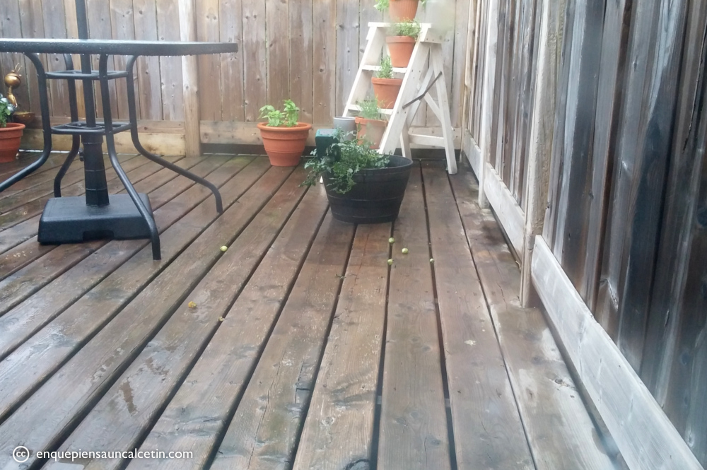 Los mapaches destruyendo nuestras fuentes de comida (las pelotillas verdes son tomates que han chuperreteado y mordisqueado pero dejado ahí para dar por saco).