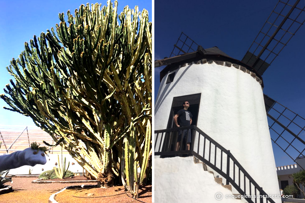 cactus y molino museo del queso majorero