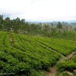 campos de té