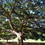 árbol
