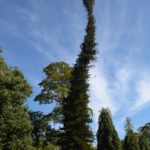 árbol