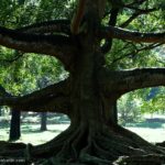árbol