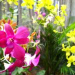 flores