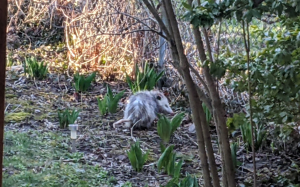 Una zarigüeya en el jardín